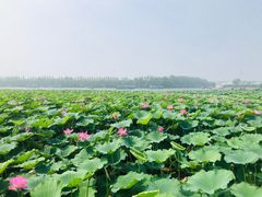 -白洋淀景区