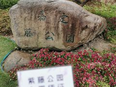 -嘉定紫藤园