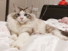 -Bastet sally猫舍购宠(静安店)