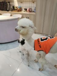 -Moni星球萌宠·小马宝莉·灵蛇·高端高阶全萌宠互动体验俱乐部(红豆国际广场店)