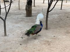 -淄博花灯齐彩城