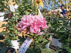 -上海共青森林公园