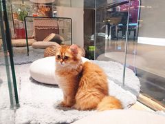 -momokira米努特·德文卷毛猫·棉花面纱犬