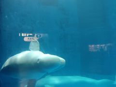 -海合安成都极地海洋公园