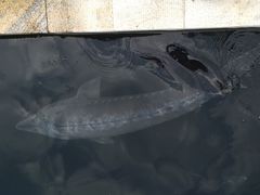 -天源渔港农庄