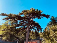 -阳台山自然风景区