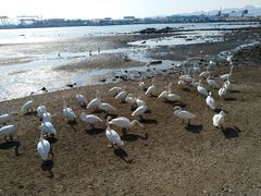 -烟墩角天鹅湖