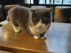 -猫猫幼稚园·撸猫·桌游·电玩