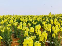 -光明小镇欢乐田园
