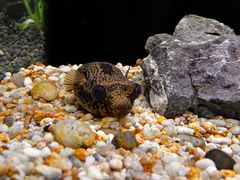 -上海海洋水族馆