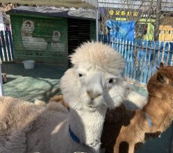 -萌宠亲子动物乐园(槐房万达店)