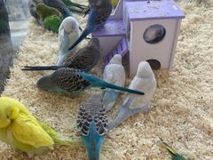 -怪兽屋·羊驼·猫咖·狗咖(俊华广场店)