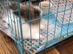 -志龙皇冠吃货椰子铺