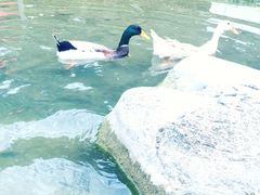 -大宁灵石公园西门票处