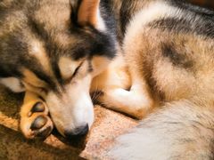 -more than meow吴止猫主题餐厅(承德 中船汇店)