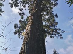 -东天目山风景区