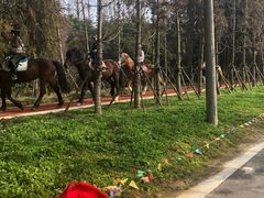 -上海长兴岛郊野公园