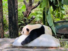 -广州长隆野生动物世界