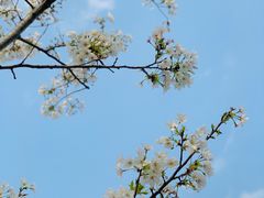 -顾村公园