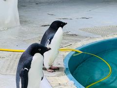 -海合安武汉极地海洋公园