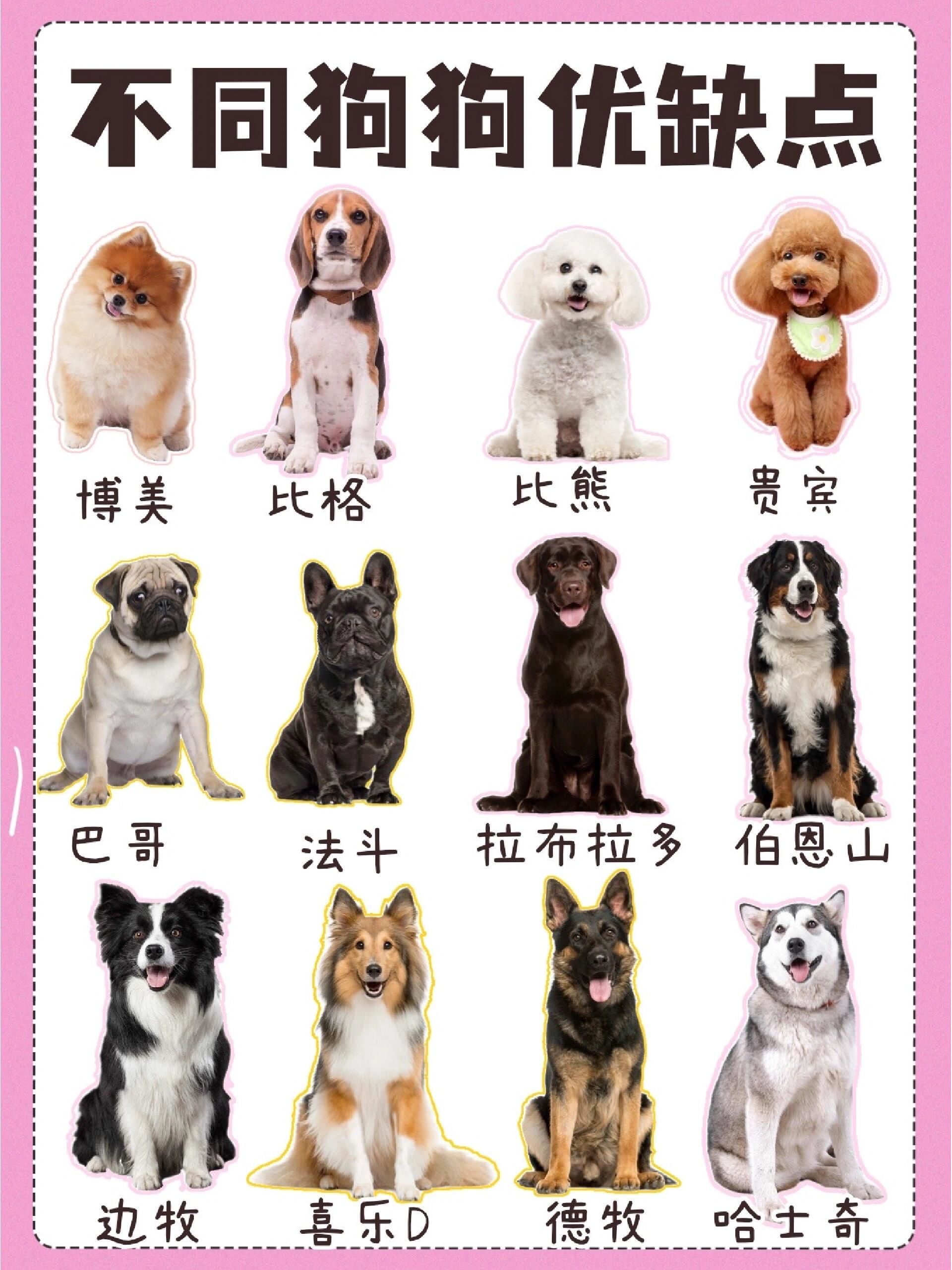 🐶不同狗狗优缺点大揭秘!你家毛孩子中了没