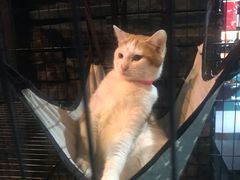 -長壹旋转烤吧 农家鸡火锅