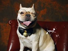 -超宠爱宠物摄影-Super pet