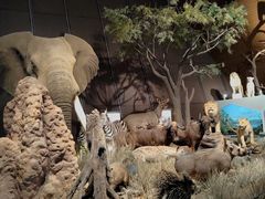 -贝林大翅鲸简餐厅(国家海洋博物馆店)