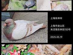 -上海东林寺(金山区)