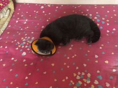 -佑安动物医院·全科·内窥镜中心(幸福巷店)