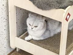 -有猫主题·治愈系猫咖(曾厝垵店)
