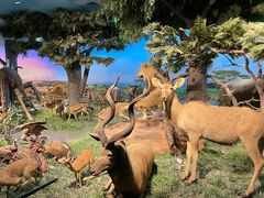 -国家自然博物馆