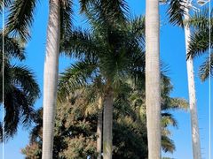 -石炮台公园