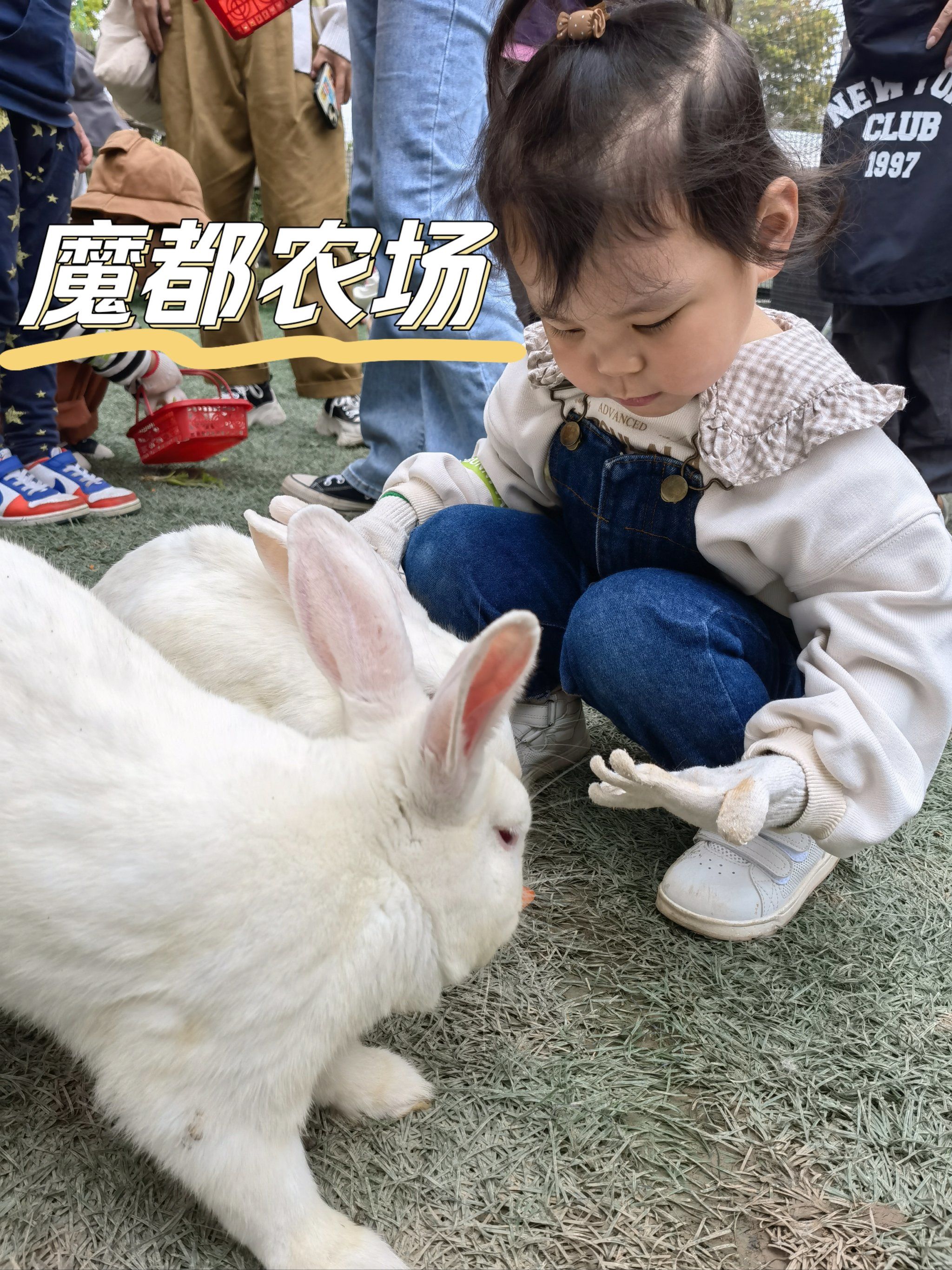 托班组织的春游去这家一只小兔农场
在野生动物园旁边
和同伴在一