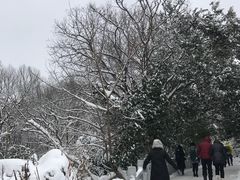 -紫金山山顶公园