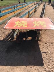 -上美四季动物农场
