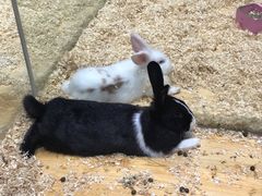 -龟与熊猫宠物公园(南坪店)