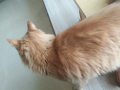 -藏猫猫咖啡主题馆(中央大道店)