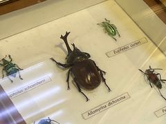 -上海大自然野生昆虫馆(东方明珠·爬宠昆虫探索中心)