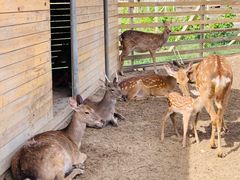 -安德鲁户外烧烤帐篷营地(马泉营店)