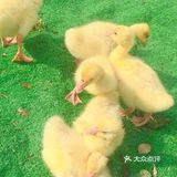 开心小长假，我们一起看小动物[胜利]