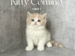 -小猫来了·猫舍(红山六九七九店)