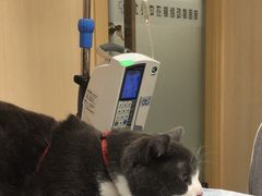 -喜多萌中农锦绣动物医院24H·猫科·牙科MRI·CT