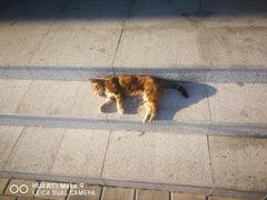 -喜茶(上海打浦桥日月光gelato lab+店)