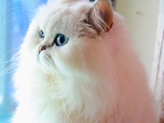 -喵屿·大理花园猫咖