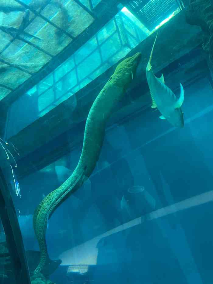 乐从天佑城海洋馆-"周末带着家人和孩子来顺德乐从天佑城玩,第.