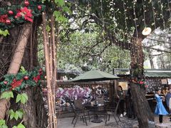 -柴犬高等学院·狗咖·柴犬售卖·宠物训练