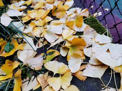 -两江幸福广场