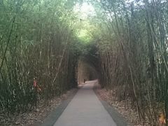 -成都大熊猫繁育研究基地