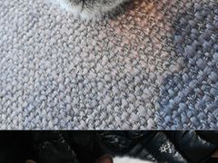 -藏猫猫咖啡主题馆(中央大道店)